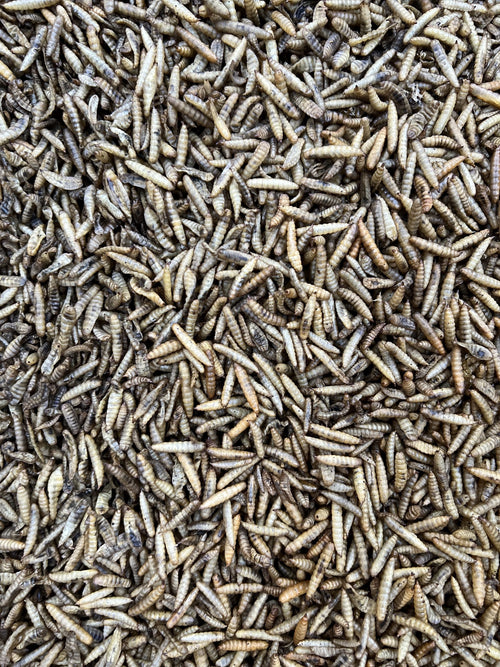 Dehydrated black soldier fly larvae (5kg pack) image 0